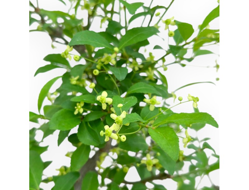 Euonymus sielbodianus bonsai %separator% %category%