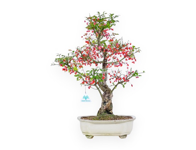 Bonsai di Euonymus sielbodianus %separator% %category%