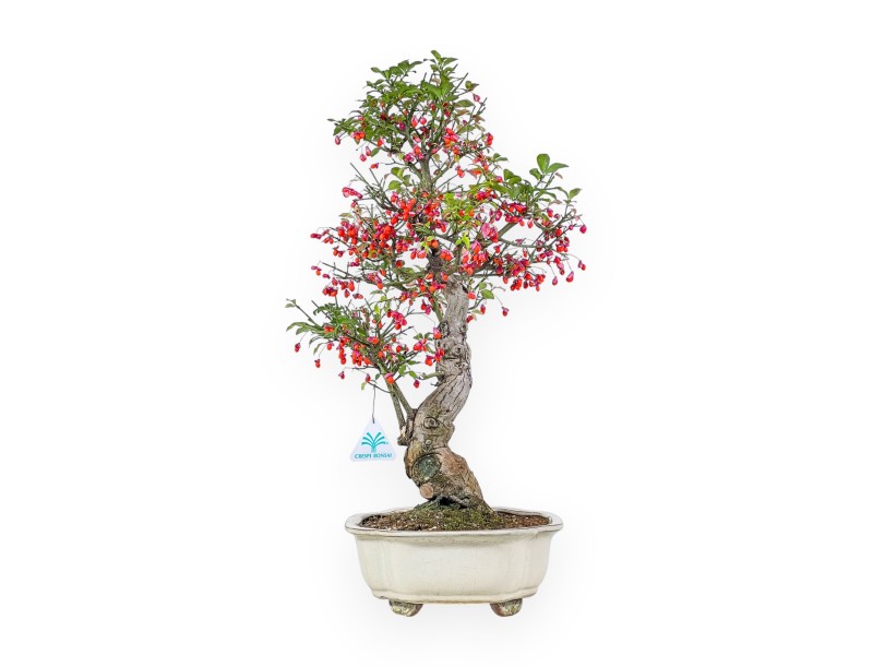 Bonsai di Euonymus sielbodianus %separator% %category%