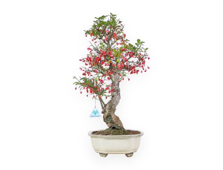Bonsai di Euonymus sielbodianus %separator% %category%