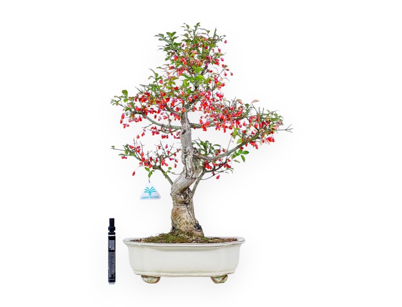 Bonsaï d'Euonymus sielbodianus %separator% %category%