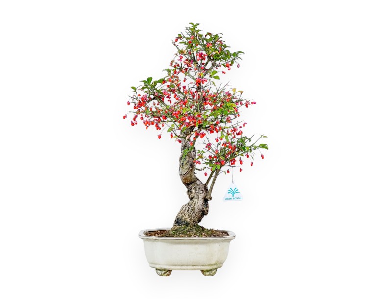 Bonsaï d'Euonymus sielbodianus %separator% %category%
