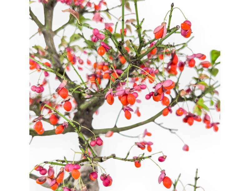 Bonsai van Euonymus sielbodianus %separator% %category%