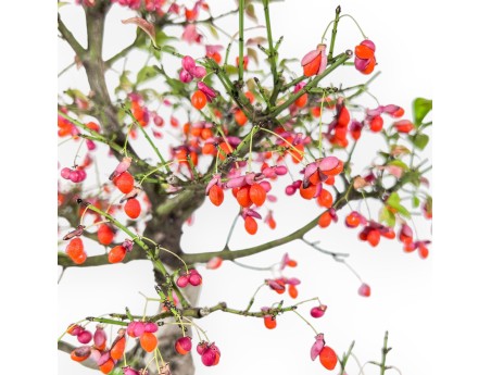 Bonsai aus Euonymus sieboldianus %separator% %category%