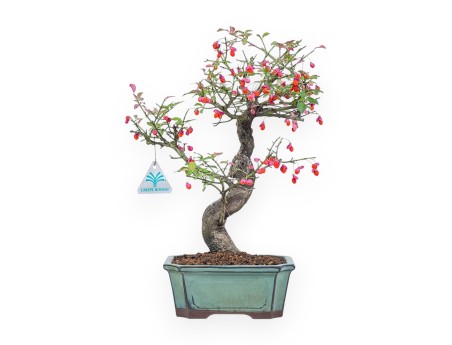 Bonsai di Euonymus sielbodianus %separator% %category%