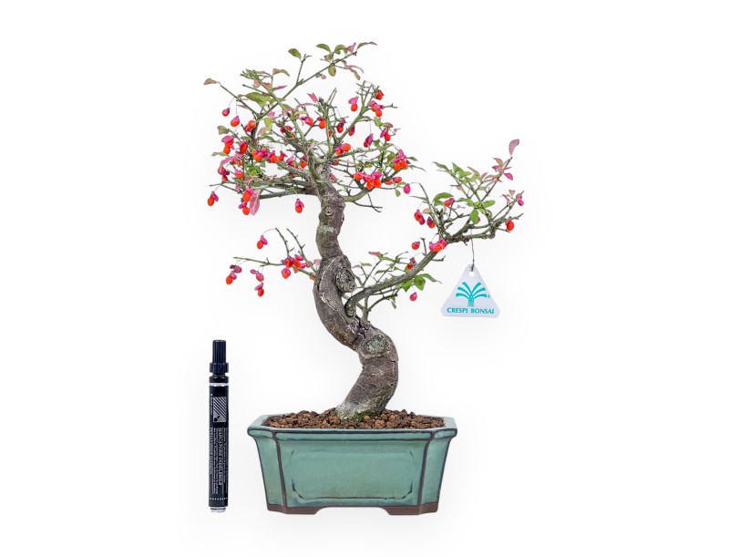 Bonsai di Euonymus sielbodianus %separator% %category%