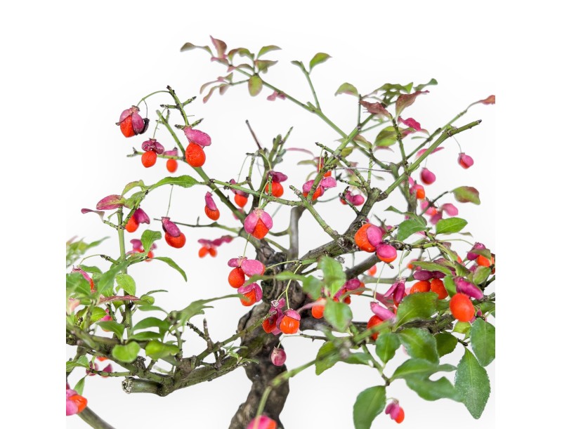 Euonymus sielbodianus bonsai %separator% %category%