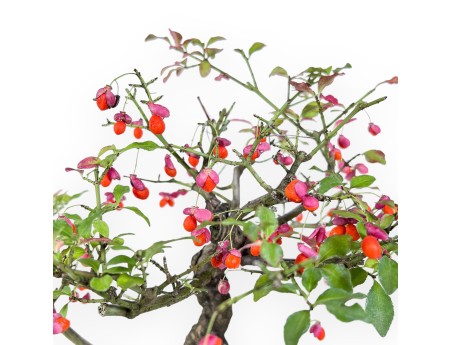 Bonsaï d'Euonymus sielbodianus %separator% %category%