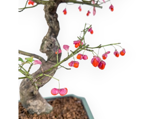 Bonsai di Euonymus sielbodianus %separator% %category% 2