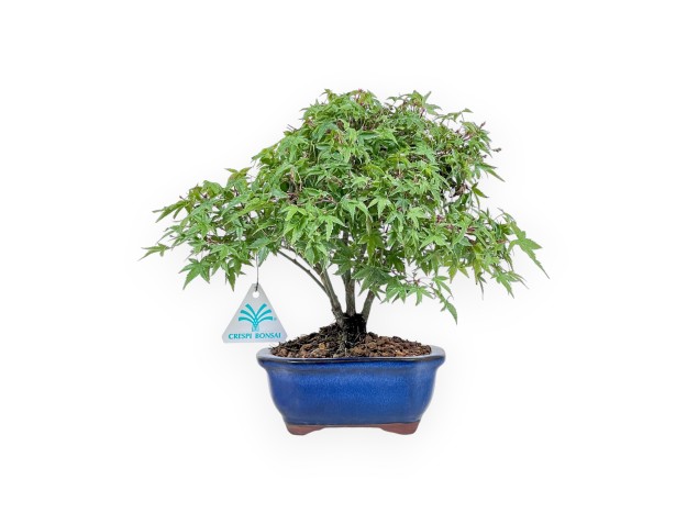 Acer palmatum kiyohime bonsai %separator% %category%