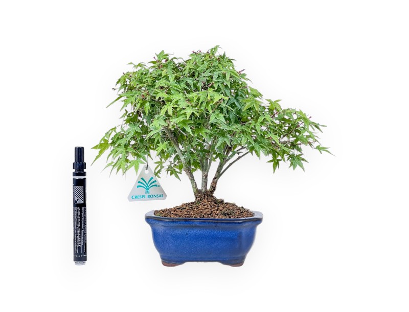 Bonsaï d'Acer palmatum kiyohime %separator% %category%