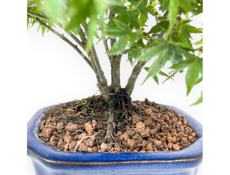 Bonsái de Acer palmatum kiyohime %separator% %category%