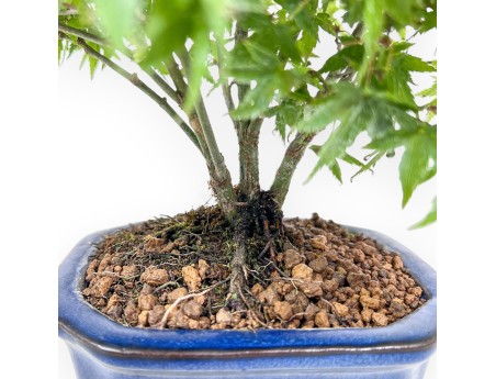 Acer palmatum kiyohime bonsai %separator% %category%