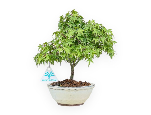 Acer palmatum kiyohime bonsai %separator% %category%