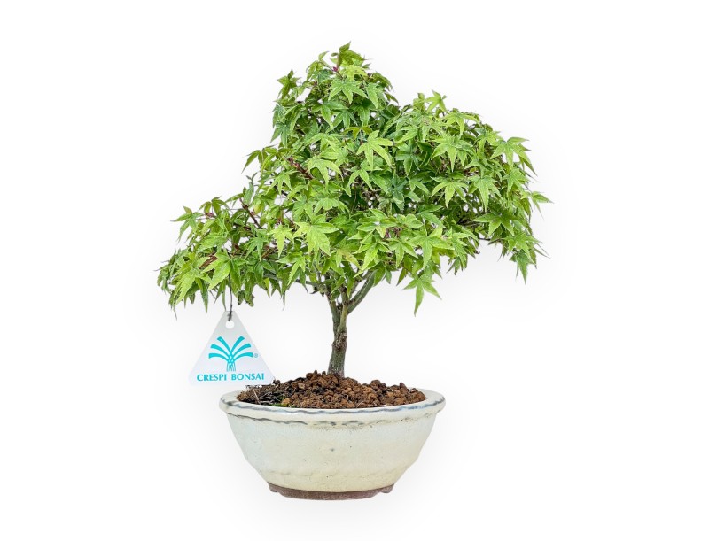 Acer palmatum kiyohime bonsai %separator% %category%