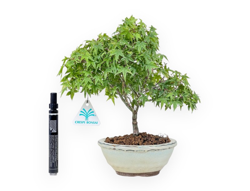 Bonsai der Art Acer palmatum kiyohime %separator% %category%
