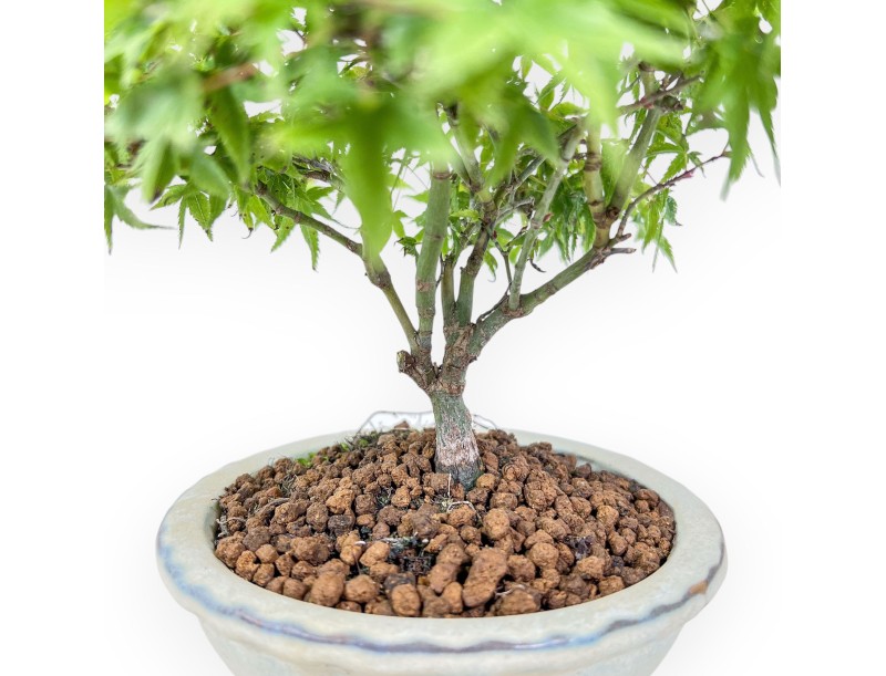Bonsái de Acer palmatum kiyohime %separator% %category%