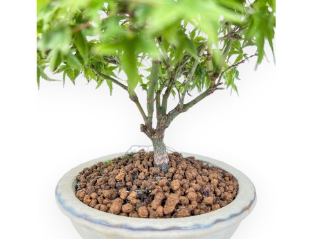 Acer palmatum kiyohime bonsai %separator% %category%