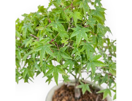 Acer palmatum kiyohime bonsai %separator% %category%