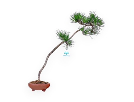 Pinus thunbergii bonsai %separator% %category%