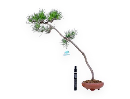 Pinus thunbergii bonsai %separator% %category%