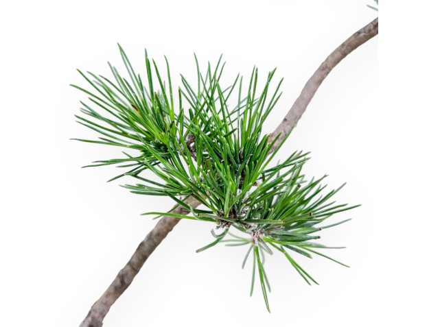 Bonsai van Pinus thunbergii %separator% %category% 2