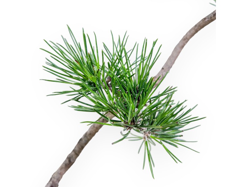 Pinus thunbergii bonsai %separator% %category%