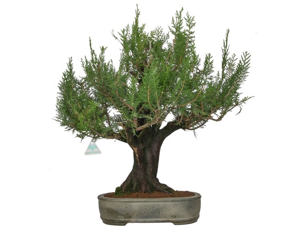 Thuja - Thuya - 67 cm