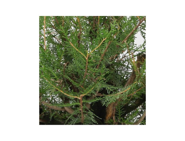 Thuja - Tuia - 67 cm 2