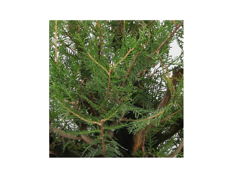 Thuja - Tuia - 67 cm