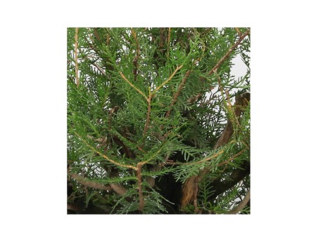 Thuja - Thuya - 67 cm