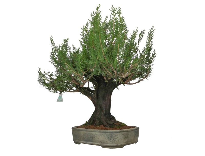 Thuja - Thuya - 67 cm