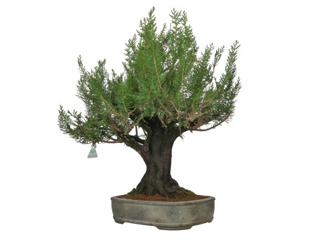 Thuja - Thuya - 67 cm