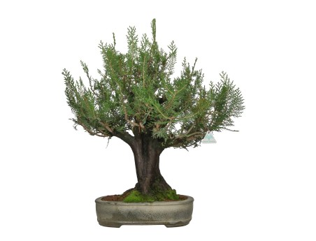 Thuja - Arbovitae - 67 cm