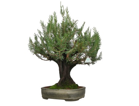Thuja - Tuia - 67 cm