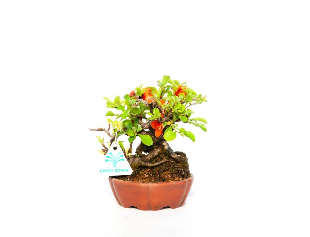 Chaenomeles Chojubai - 14 cm