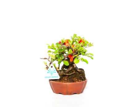 Chaenomeles Chojubai - 14 cm