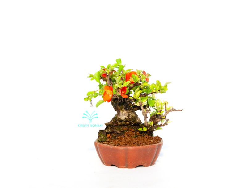 Chaenomeles Chojubai - 14 cm