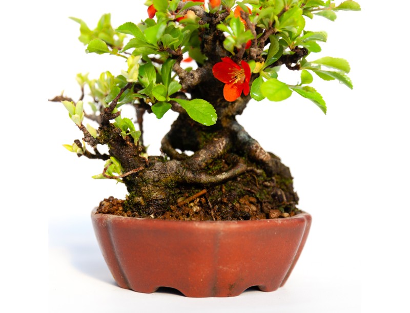 Chaenomeles Chojubai - 14 cm
