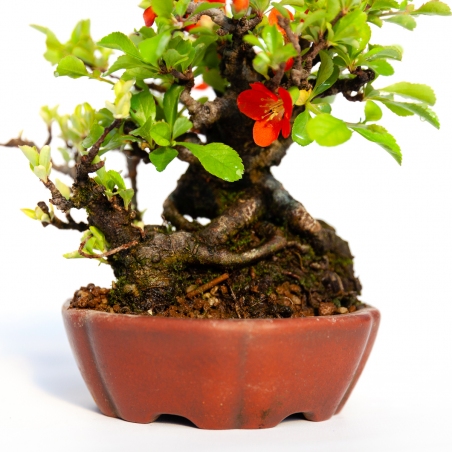 Chaenomeles Chojubai - 14 cm