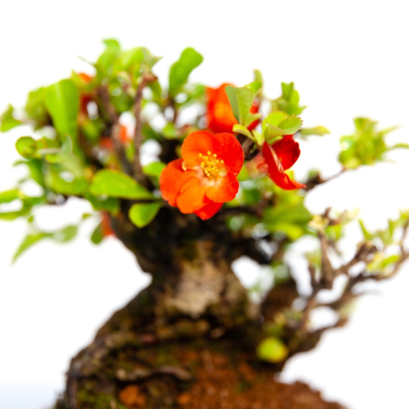Chaenomeles Chojubai - 14 cm