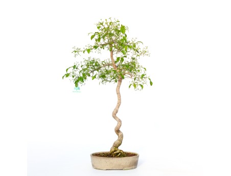 Euonymus sieboldianus - 68 cm