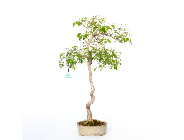 Euonymus sieboldianus - 68 cm 2