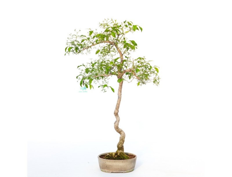 Euonymus sieboldianus - 68 cm