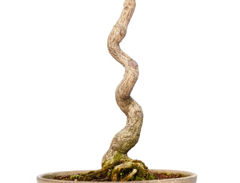 Euonymus sieboldianus - 68 cm