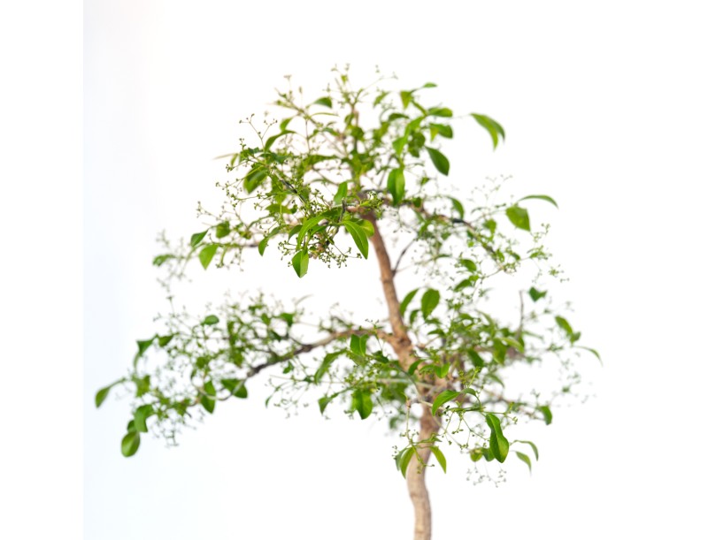 Euonymus sieboldianus - 68 cm
