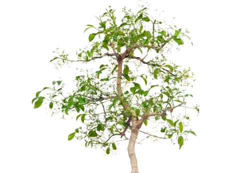 Euonymus sieboldianus - 68 cm