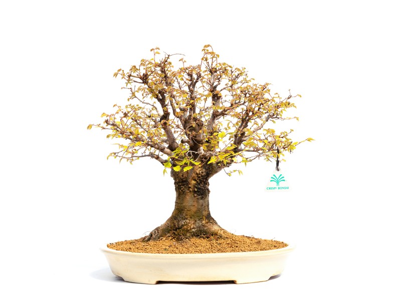 Zelkova serrata - Orme - 40 cm