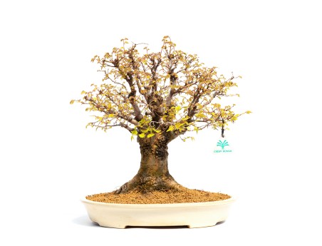 Zelkova serrata - Elm - 40 cm