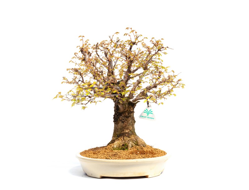 Zelkova serrata - Olmo - 40 cm
